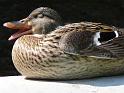 P1130446_canard_tz1