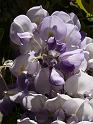 P1130450_fleur_tz1