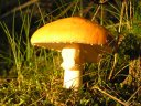 champignons