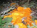 champignons