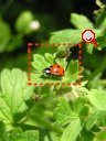 ladybird