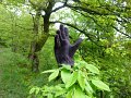 P1010085arbre_a_gant_20100514