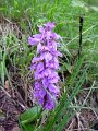 P1010099orchis_male_20100514