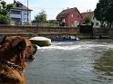 P1140352chien_20090531_selestat
