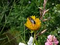 P1140356nature_20090531_selestat