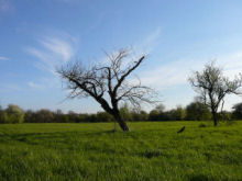arbre_ori