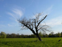 arbre_recadre