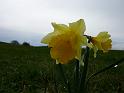 P1130667_jonquille_200905