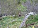 P1130836_chamois_200905