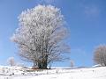 arbre