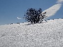 arbres