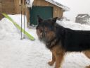 très joueur le chien vu à la FA Salzbach