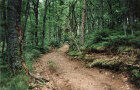monte Peternit