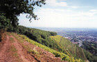 Vignoble Guebwiller