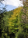 dbut d'automne