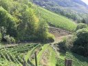 vignoble