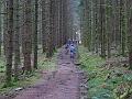 sapins