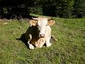 P1180282vache_20090906