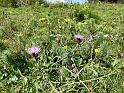P1180299fleurs_20090906
